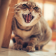 Hissing Cat